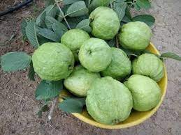 Hisar Safeda Guava Plant Manufacturer & Supplier in India